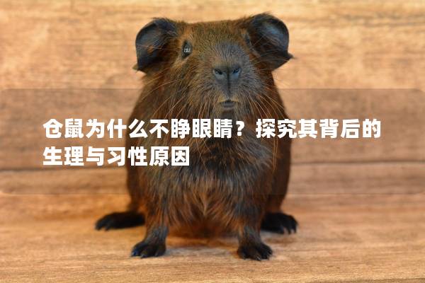仓鼠为什么不睁眼睛？探究其背后的生理与习性原因