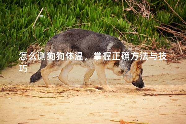 怎么测狗狗体温，掌握正确方法与技巧
