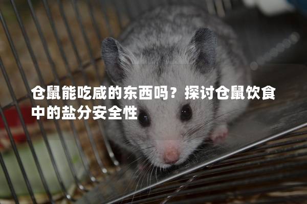 仓鼠能吃咸的东西吗？探讨仓鼠饮食中的盐分安全性