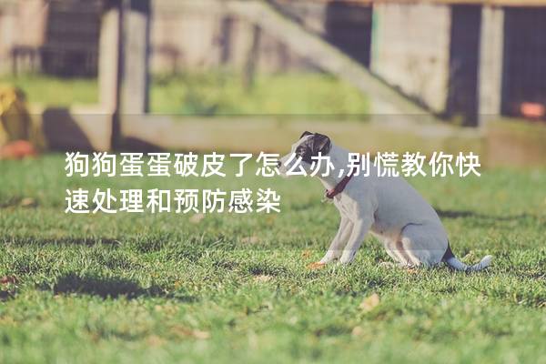 狗狗蛋蛋破皮了怎么办,别慌教你快速处理和预防感染