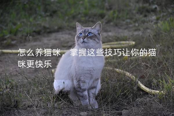 怎么养猫咪，掌握这些技巧让你的猫咪更快乐