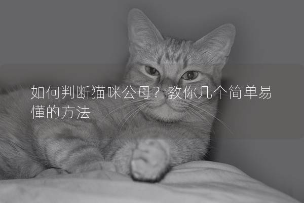如何判断猫咪公母?教你几个简单易懂的方法 如何判断猫咪公母?教你几个简单易懂的方法