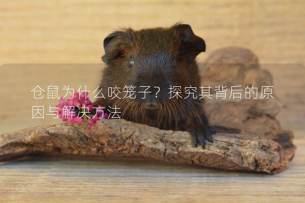 仓鼠为什么咬笼子？探究其背后的原因与解决方法