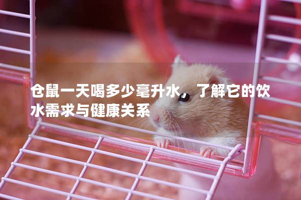仓鼠一天喝多少毫升水，了解它的饮水需求与健康关系