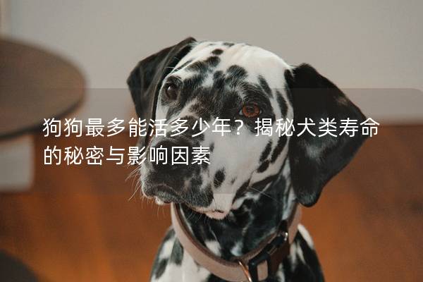 狗狗最多能活多少年?揭秘犬类寿命的秘密与影响因素 狗狗最多能活多少年?揭秘犬类寿命的秘密与影响因素