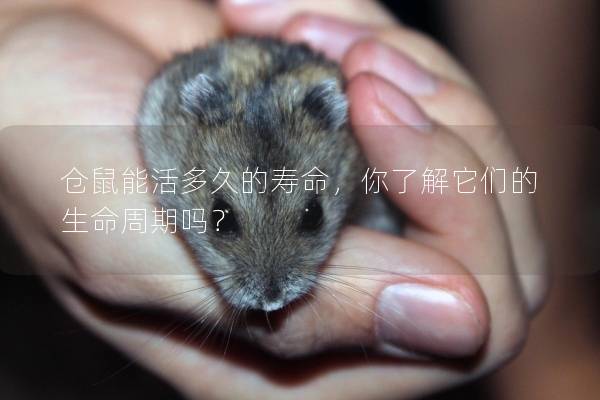 仓鼠能活多久的寿命，你了解它们的生命周期吗？
