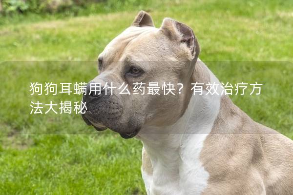 狗狗耳螨用什么药最快？有效治疗方法大揭秘