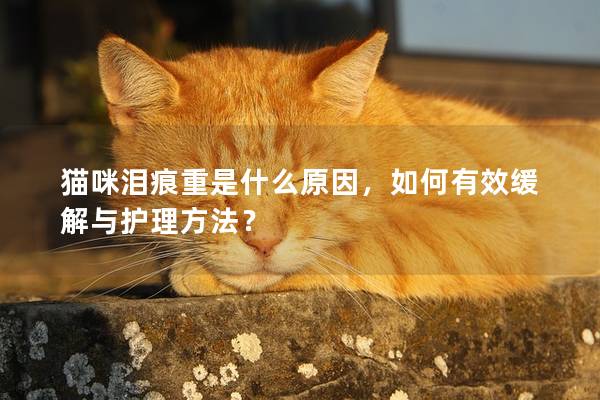 猫咪泪痕重是什么原因,如何有效缓解与护理方法? 猫咪泪痕重是什么原因,如何有效缓解与护理方法?