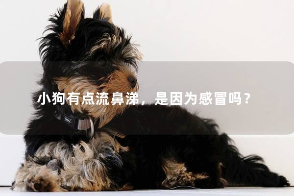 小狗有点流鼻涕,是因为感冒吗? 小狗有点流鼻涕,是因为感冒吗?