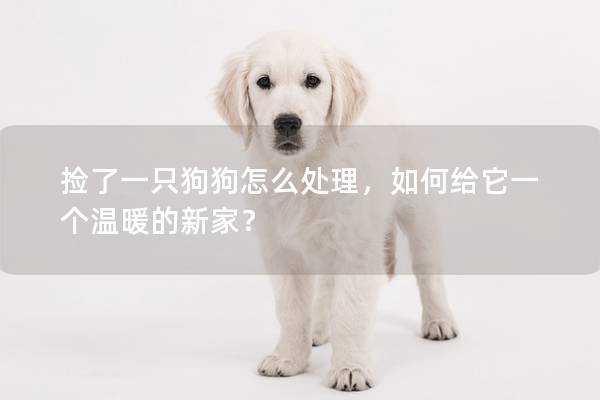 捡了一只狗狗怎么处理，如何给它一个温暖的新家？