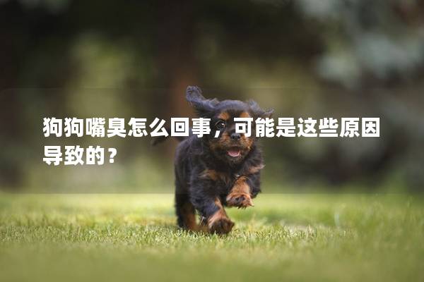 狗狗嘴臭怎么回事，可能是这些原因导致的？
