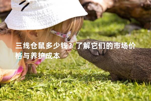 三线仓鼠多少钱？了解它们的市场价格与养护成本
