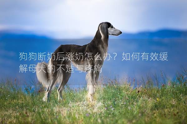 狗狗断奶后涨奶怎么办？如何有效缓解母犬的不适与疼痛