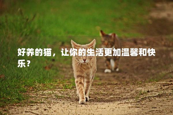 好养的猫,让你的生活更加温馨和快乐? 好养的猫,让你的生活更加温馨和快乐?