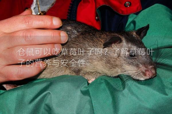 仓鼠可以吃草莓叶子吗？了解草莓叶子的营养与安全性