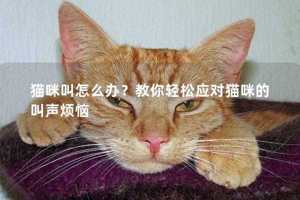 猫咪叫怎么办？教你轻松应对猫咪的叫声烦恼