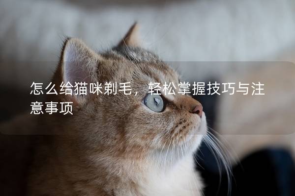怎么给猫咪剃毛，轻松掌握技巧与注意事项