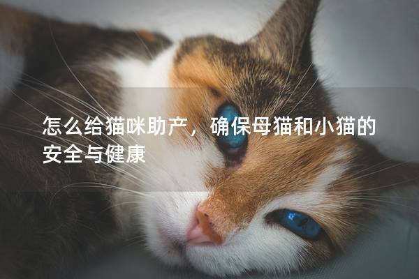 怎么给猫咪助产，确保母猫和小猫的安全与健康