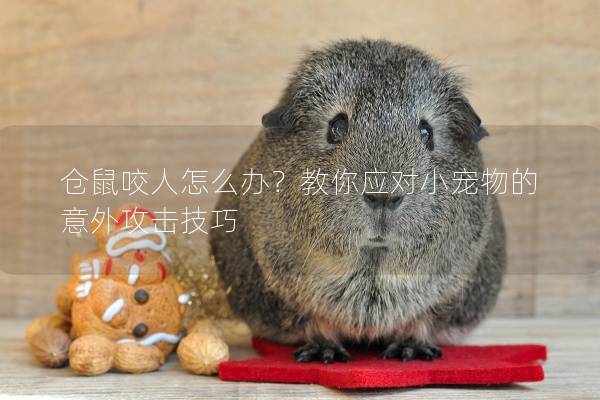 仓鼠咬人怎么办？教你应对小宠物的意外攻击技巧