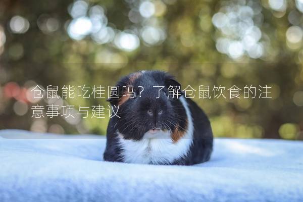仓鼠能吃桂圆吗？了解仓鼠饮食的注意事项与建议