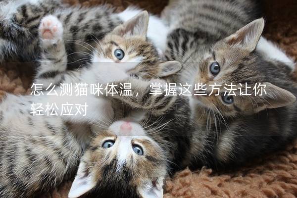 怎么测猫咪体温，掌握这些方法让你轻松应对