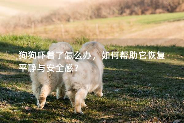 狗狗吓着了怎么办，如何帮助它恢复平静与安全感？