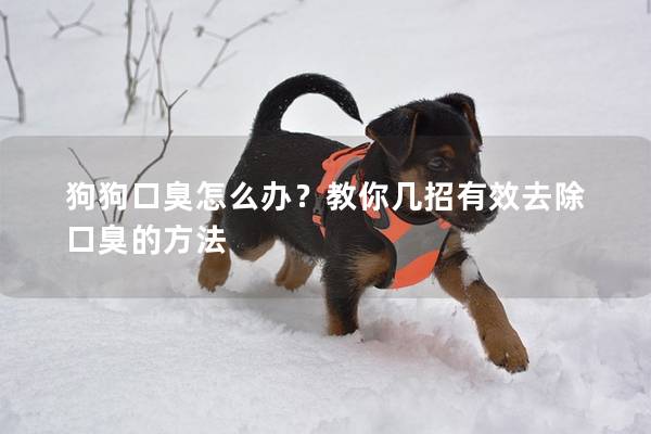狗狗口臭怎么办？教你几招有效去除口臭的方法