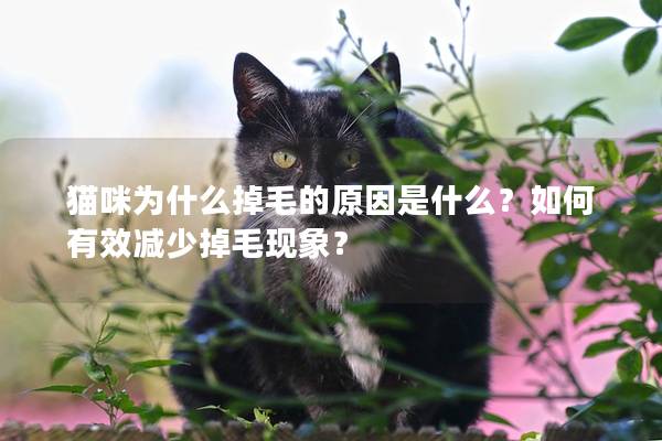 猫咪为什么掉毛的原因是什么？如何有效减少掉毛现象？