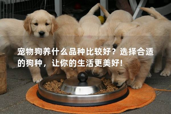 宠物狗养什么品种比较好?选择合适的狗种,让你的生活更美好! 宠物狗养什么品种比较好?选择合适的狗种,让你的生活更美好!