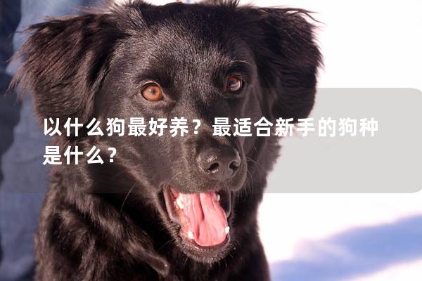 以什么狗最好养?最适合新手的狗种是什么? 以什么狗最好养?最适合新手的狗种是什么?