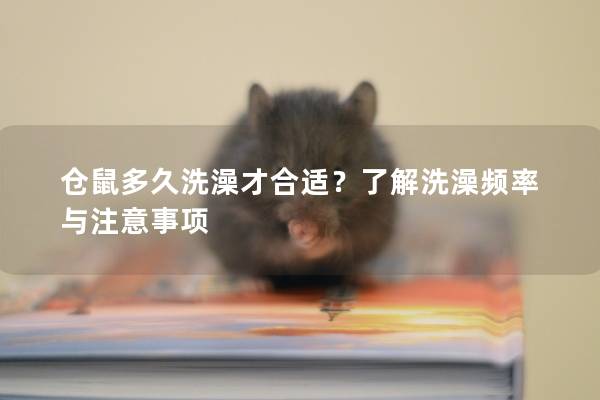 仓鼠多久洗澡才合适？了解洗澡频率与注意事项