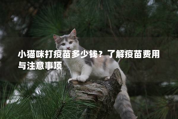 小猫咪打疫苗多少钱？了解疫苗费用与注意事项