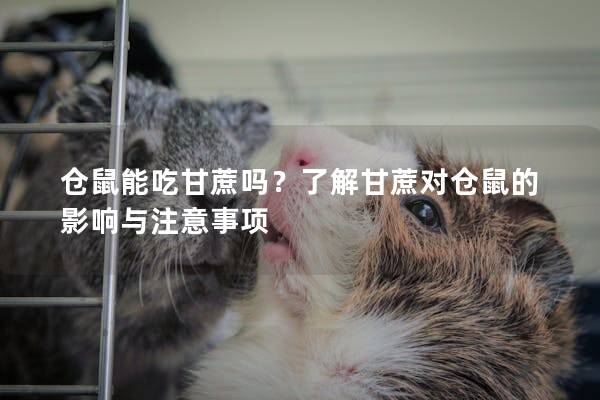 仓鼠能吃甘蔗吗？了解甘蔗对仓鼠的影响与注意事项