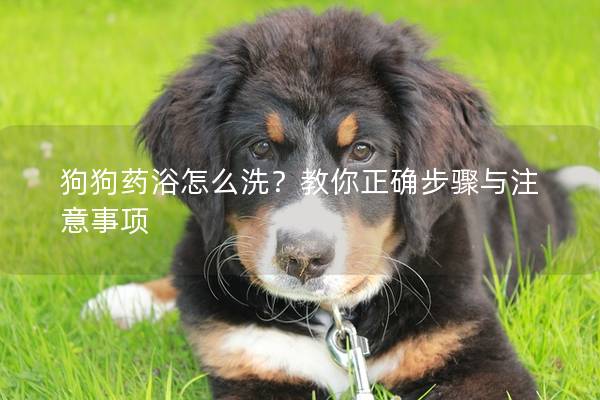 狗狗药浴怎么洗？教你正确步骤与注意事项