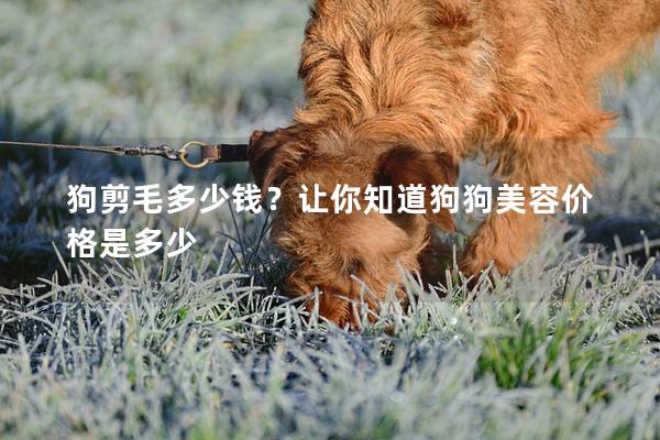 狗剪毛多少钱？让你知道狗狗美容价格是多少