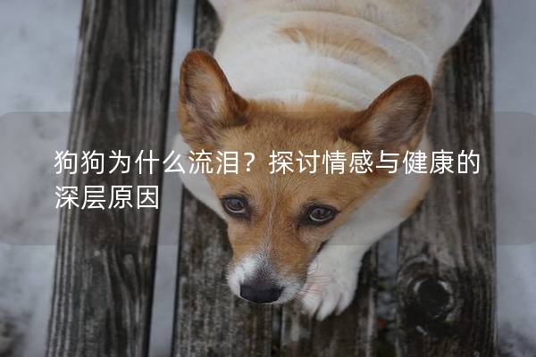 狗狗为什么流泪？探讨情感与健康的深层原因