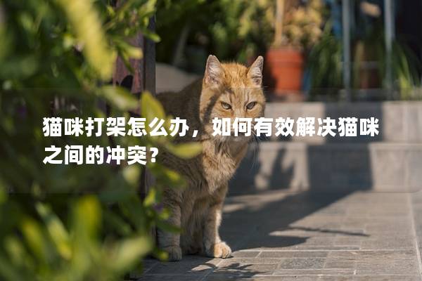 猫咪打架怎么办，如何有效解决猫咪之间的冲突？