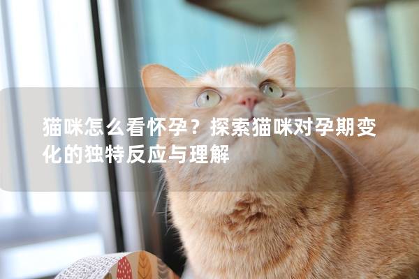 猫咪怎么看怀孕？探索猫咪对孕期变化的独特反应与理解