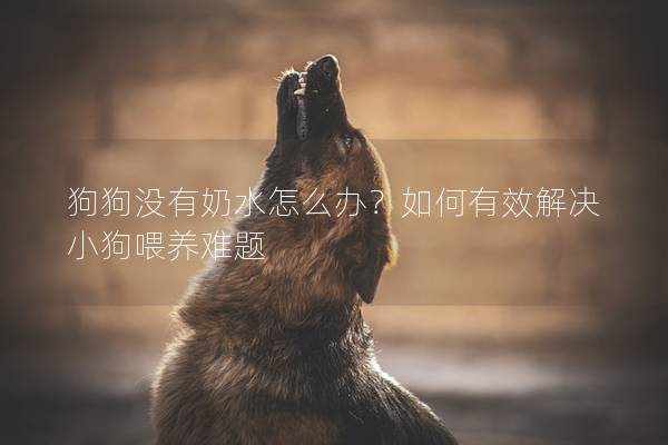 狗狗没有奶水怎么办?如何有效解决小狗喂养难题 狗狗没有奶水怎么办?如何有效解决小狗喂养难题