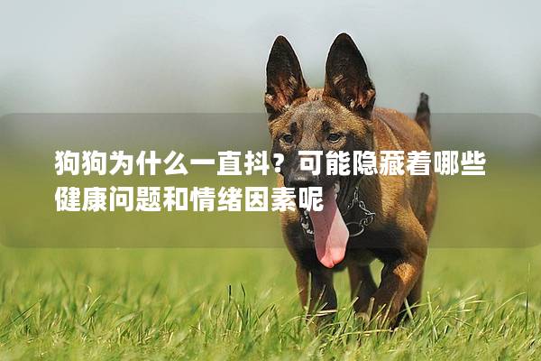 狗狗为什么一直抖？可能隐藏着哪些健康问题和情绪因素呢