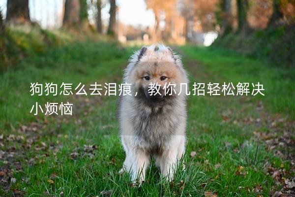 狗狗怎么去泪痕,教你几招轻松解决小烦恼 狗狗怎么去泪痕,教你几招轻松解决小烦恼