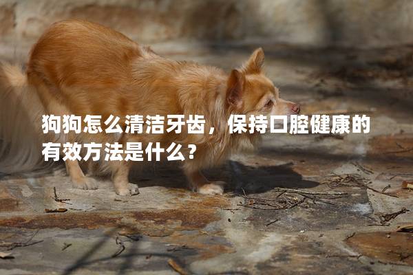 狗狗怎么清洁牙齿，保持口腔健康的有效方法是什么？