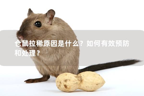 仓鼠拉稀原因是什么？如何有效预防和处理？