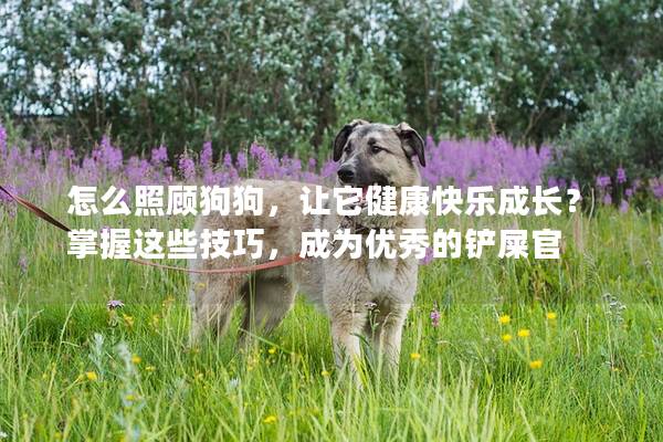 怎么照顾狗狗，让它健康快乐成长？掌握这些技巧，成为优秀的铲屎官