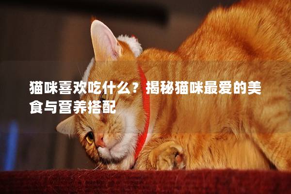 猫咪喜欢吃什么？揭秘猫咪最爱的美食与营养搭配