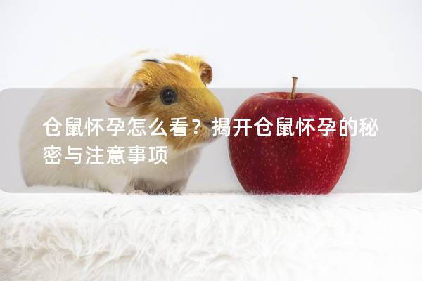 仓鼠怀孕怎么看？揭开仓鼠怀孕的秘密与注意事项
