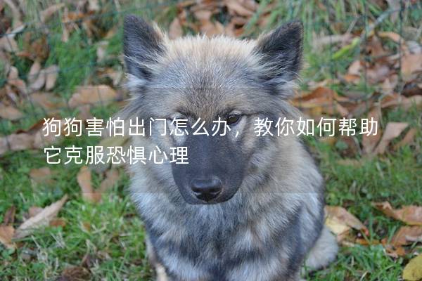 狗狗害怕出门怎么办，教你如何帮助它克服恐惧心理