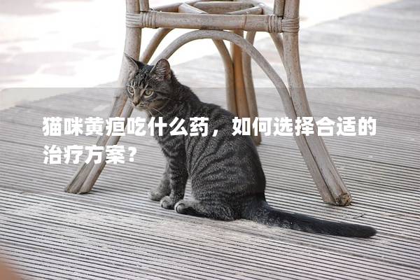 猫咪黄疸吃什么药，如何选择合适的治疗方案？