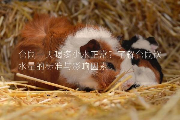 仓鼠一天喝多少水正常？了解仓鼠饮水量的标准与影响因素