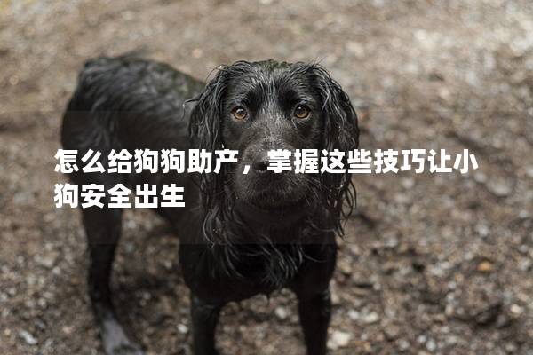 怎么给狗狗助产，掌握这些技巧让小狗安全出生